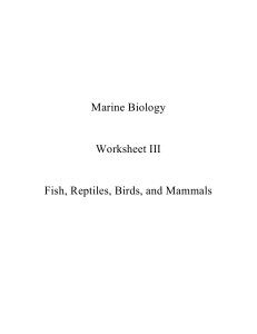 Marine Biology Worksheet III Fish, Reptiles, Birds, and Mammals