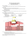 The Neuromuscular Junction