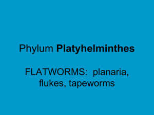 Phylum Platyhelminthes