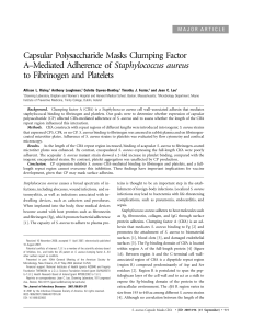 Capsular Polysaccharide Masks Clumping Factor A–Mediated