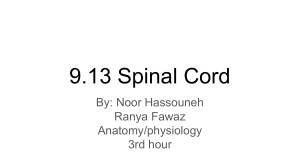 Chapter 9.13 Spinal Cord powerpoint