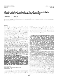 A Double-labeling Investigation of the Afferent Connectivity to