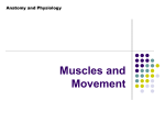 Muscle Pairs