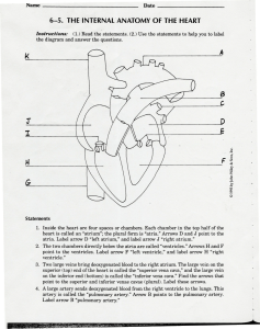 6-5. THE INTERNAL`ANATOMYOF THE HEART