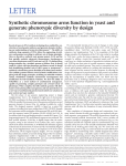 Synthetic chromosome arms function in yeast and