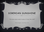 Siberian Sunshine - AFeF Associazioni Feline Federate