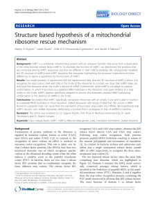 Structure based hypothesis of a mitochondrial