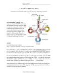 A Short Rasmol Tutorial: tRNA