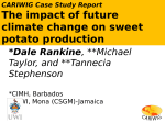 The impact of future climate change on sweet potato production