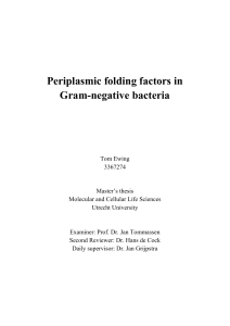 Periplasmic folding factors in Gram-negative bacteria