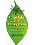 Pond Life: A Busy Ecosystem