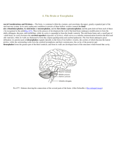 4. The Brain or Encephalon