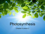 Photosynthesis - Lemon Bay High School