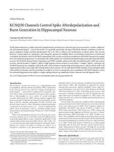 KCNQ/M Channels Control Spike Afterdepolarization and Burst
