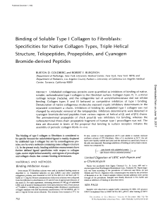 Binding of Soluble Type I Collagen to Fibroblasts