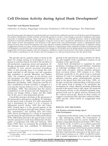 Cell Division Activity during Apical Hook