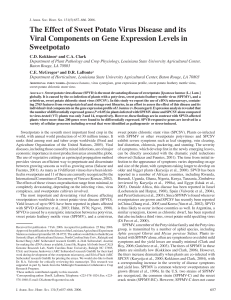 The Effect of Sweet Potato Virus Disease and its Viral Components