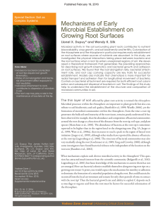 Mechanisms of Early Microbial Establishment on Growing Root