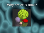 Why are cells small?