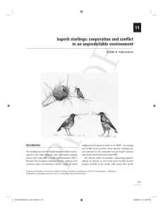 Superb starlings - Columbia University