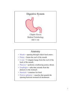 Digestive System Anatomy