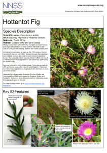 Hottentot Fig - GB non-native species secretariat