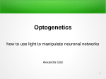 24 Optogenetics - how to use light to manipulate neuronal networks