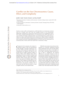 Conflict on the Sex Chromosomes: Cause, Effect, and Complexity