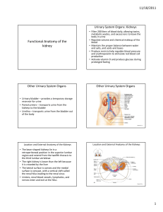 Functional Anatomy of the kidney