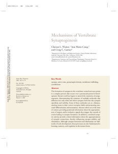 MECHANISMS OF VERTEBRATE SYNAPTOGENESIS