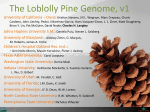 The Loblolly Pine Genome, v1