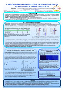 A biofilm-forming marine bacterium producing proteins