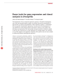 Power tools for gene expression and clonal analysis in