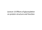 Lecture 13-Effects of glycosylation on protein structure and function