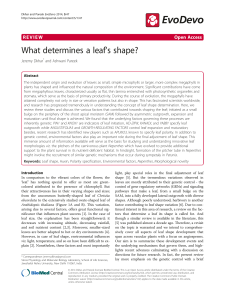 What determines a leaf`s shape? | SpringerLink