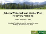 Alberta Whitebark and Limber Pine Recovery Planning