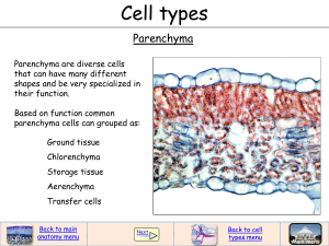 Parenchyma cells