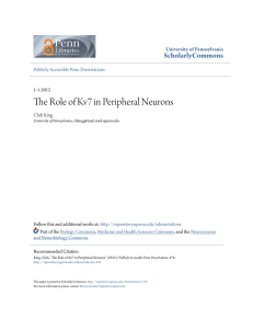 The Role of Kv7 in Peripheral Neurons