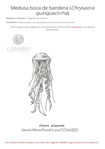 Medusa boca de bandera (Chrysaora quinquecirrha)