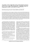 Assembly of the Light-Harvesting Chlorophyll Antenna in the Green