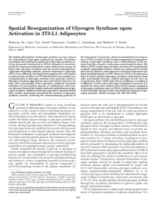Spatial Reorganization of Glycogen Synthase upon Activation in 3T3