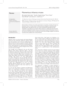 Filamentous influenza viruses