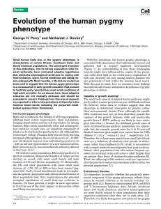 Evolution of the human pygmy phenotype