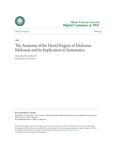 The Anatomy of the Hyoid Region of Molossus Molossus and its