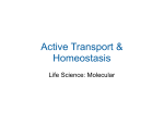 Active transport - CHS Science Department Mrs. Davis