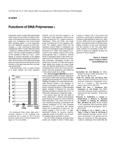 Functions of DNA Polymerase e