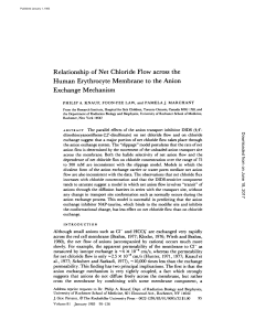 Relationship of Net Chloride Flow across the Human Erythrocyte