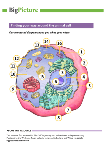 Finding your way around the animal cell