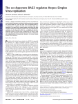 The co-chaperone BAG3 regulates Herpes Simplex Virus replication