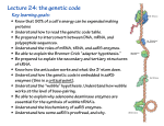 Lecture 24: the genetic code